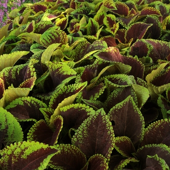 Solenostemon scutellariodes hybrid 'Kong Jr. Scarlet' - Coleus