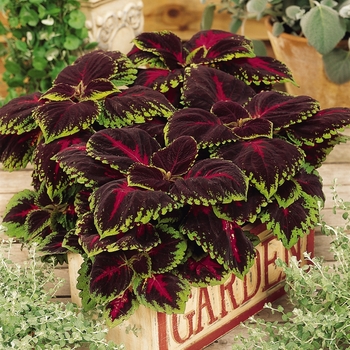 Solenostemon scutellariodes 'Kong Red' - Coleus