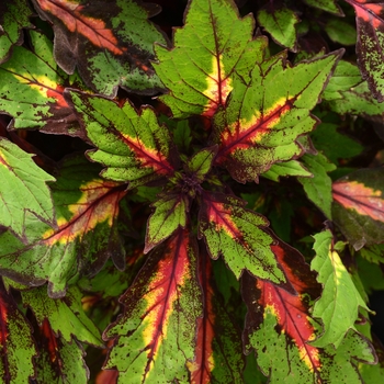 Solenostemon scutellarioides 'Marquee Special Effects' - Coleus