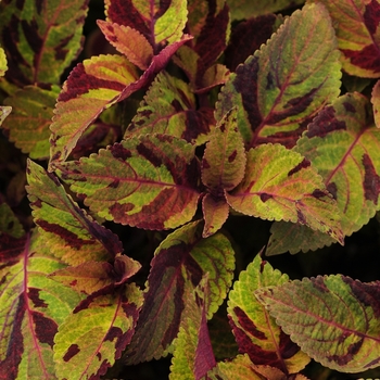 Solenostemon scutellariodes 'Premium Sun Might Mosaic' - Coleus