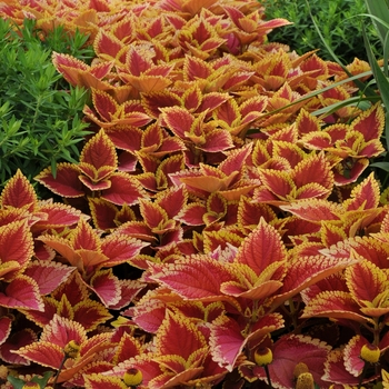 Solenostemon scutelleriodes 'Trusty Rusty' - Coleus