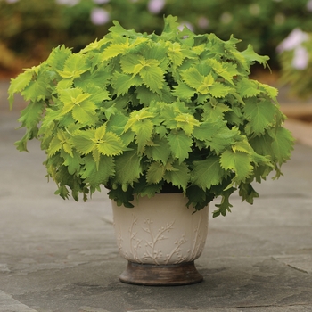 Solenostemon scutellarioides 'Wasabi' - Coleus