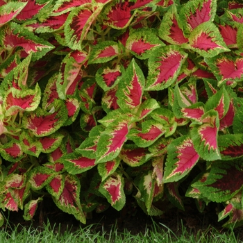 Solenostemon scutellariodes 'Premium Sun Watermelon' - Coleus