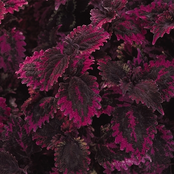 Solenostemon scutellarioides 'Florida Sun Rose' - Coleus