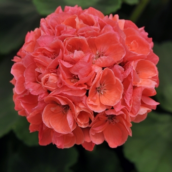 Pelargonium x hortorum 'Dynamo™ Dark Salmon' - Geranium, Zonal