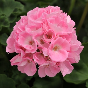 Pelargonium 'Dynamo Light Pink' - Geranium, Zonal