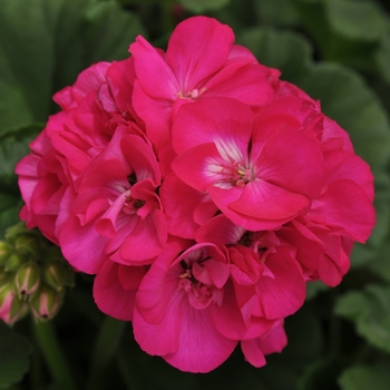 Pelargonium 'Dynamo Purple' - Geranium, Zonal 
