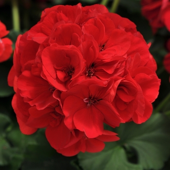 Pelargonium 'Dynamo Red' - Geranium, Zonal 