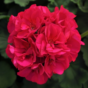 Pelargonium 'Dynamo Violet' - Geranium, Zonal 