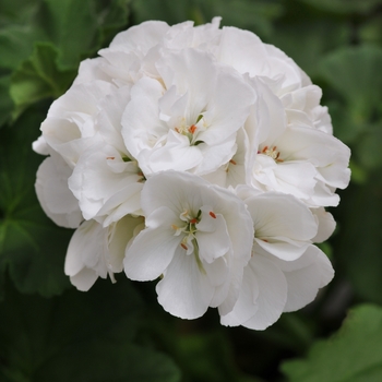 Pelargonium 'Dynamo White' - Geranium, Zonal 