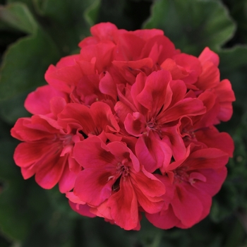 Pelargonium 'Fantasia Cranberry Sizzle' - Geranium, Zonal
