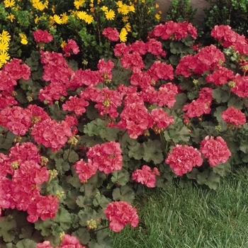Pelargonium x hortorum Fantasia® Flamingo Rose - Geranium, Zonal