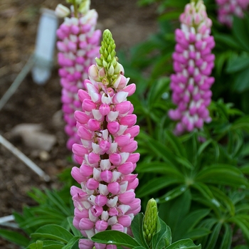 Lupinus polyphyllus 'Gallery Mini Pink Bicolor' - Lupine