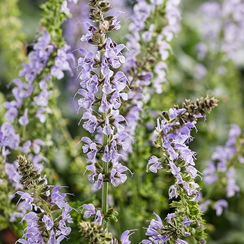 Salvia nemerosa (Meadow Sage) - Color Spires® 'Crystal Blue'