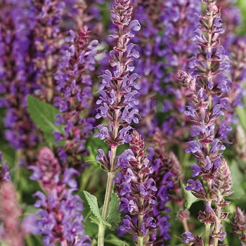 Salvia nemerosa - Color Spires® 'Violet Riot'