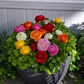 Ranunculus asiaticus var. nanus - 'Bloomingdale II Mix' Persian Buttercup