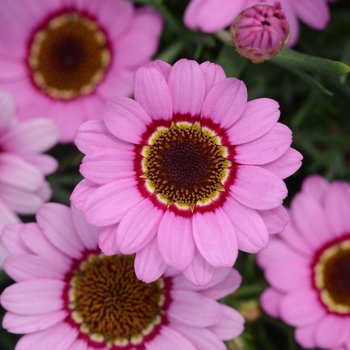 Argyranthemum 'Grandessa Pink Halo' - Argyranthemum (Marguerite Daisy)