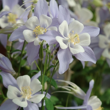 Aquilegia x hybrida 'Songbird Blue Bird' - Columbine