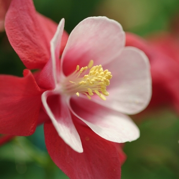 Aquilegia x hybrida 'Songbird Cardinal' - Columbine