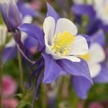 Aquilegia 'Swan Blue and White' - Columbine