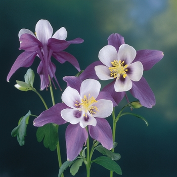 Aquilegia x hybrida 'Swan Violet & White' - Columbine