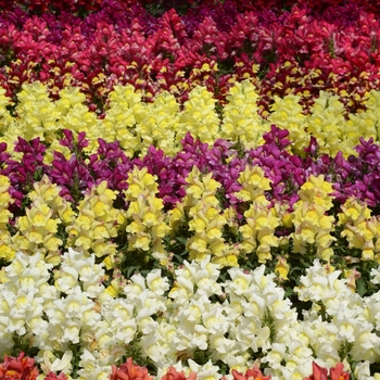 Antirrhinum majus 'Snapshot™ Mix' - Snapdragon