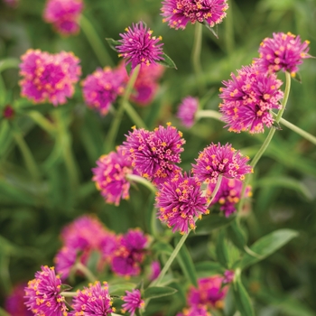 Gomphrena pulchella 'Pink' - Truffula Globe Amaranth