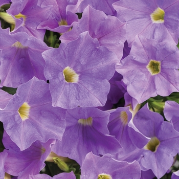 Petunia 'KL1117mut1' PPAF, Can PBRAF (Petunia) - Supertunia® Blue Skies