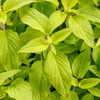 Salvia elegans 'Golden Delicious' - Pineapple Sage