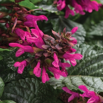 Salvia 'Rockin' Fuchsia' - Rockin™ Sage