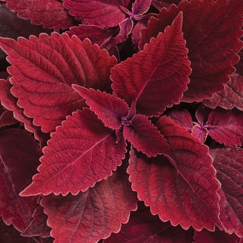 Solenostemon scutellarioides 'Rediculous™' (Coleus) - ColorBlaze® Rediculous™