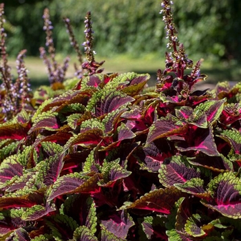 Solenostemon scutellarioides 'Torchlight™' (Coleus) - ColorBlaze® Torchlight™