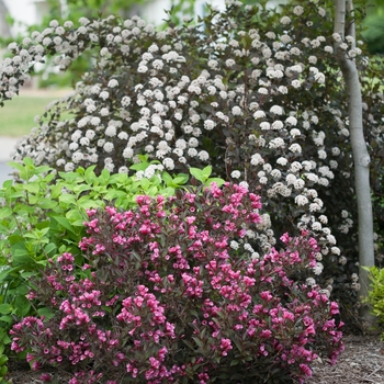 Physocarpus opulifolius 'Summer Wine' - Ninebark