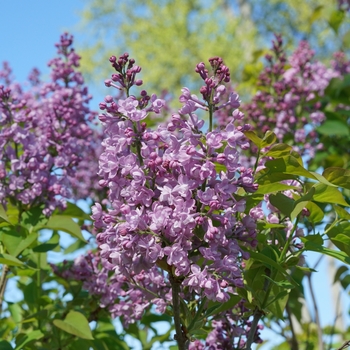 Syringa x hyacinthiflora 'SMNSHBBL' PP29801, Can PBRAF (Lilac) - Scentara® Double Blue