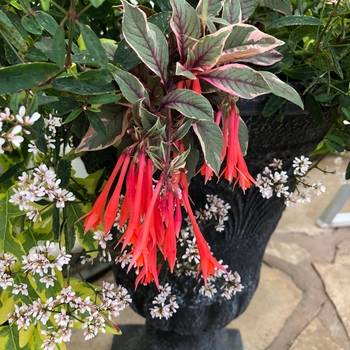 Fuchsia hybrida 'Firecracker' - Upright Fuchsia