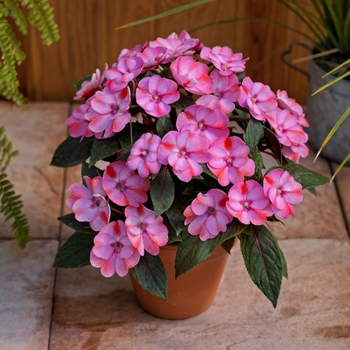 Impatiens 'SunPatiens® Compact Pink Candy' - Impatiens