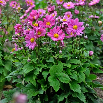 Anemone 'Curtain Call Deep Rose' - Windflower