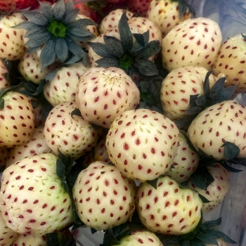 Fragaria x ananassa 'White Carolina' - Pineberry