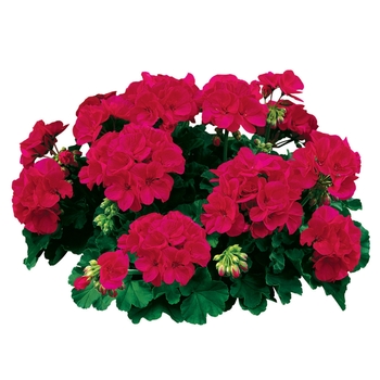 Pelargonium x hortorum 'Americana Cherry Rose' - Geranium, Zonal