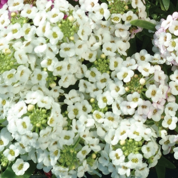 Lobularia maritima 'Easter Bonnet White' - Alyssum