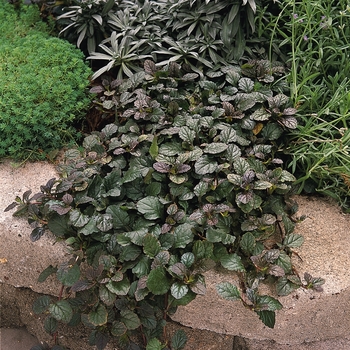 Ajuga reptans 'Bronze Beauty' - Bugleweed