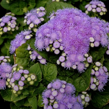 Ageratum houstonianum 'Aloha Blue' - Ageratum