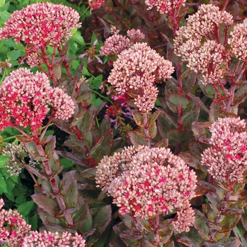 Sedum 'Thunderhead' - Stonecrop