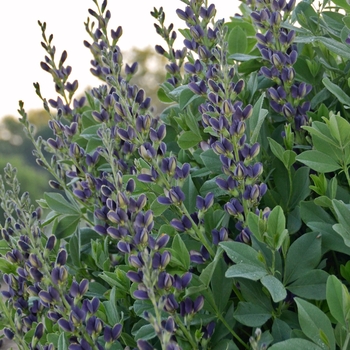 Baptisia australis 'Indigo Spires' - False Indigo