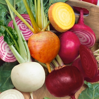 Beta vulgaris 'Rainbow Mix' - Beet