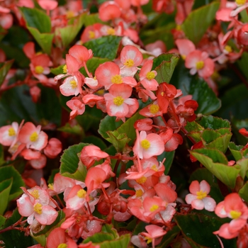 Begonia x hybrida 'BabyWing Bicolor' - Begonia