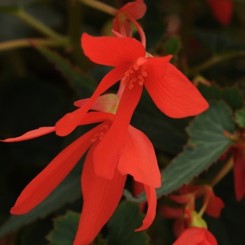 Begonia boliviensis 'Mistral Orange' - Begonia