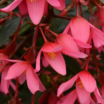 Begonia boliviensis Mistral™ Pink - Begonia