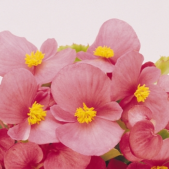Begonia 'Prelude 'Pink' - Begonia