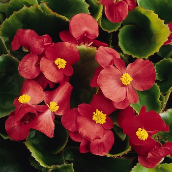 Begonia semperflorens 'Prelude Scarlet' - Wax Begonia